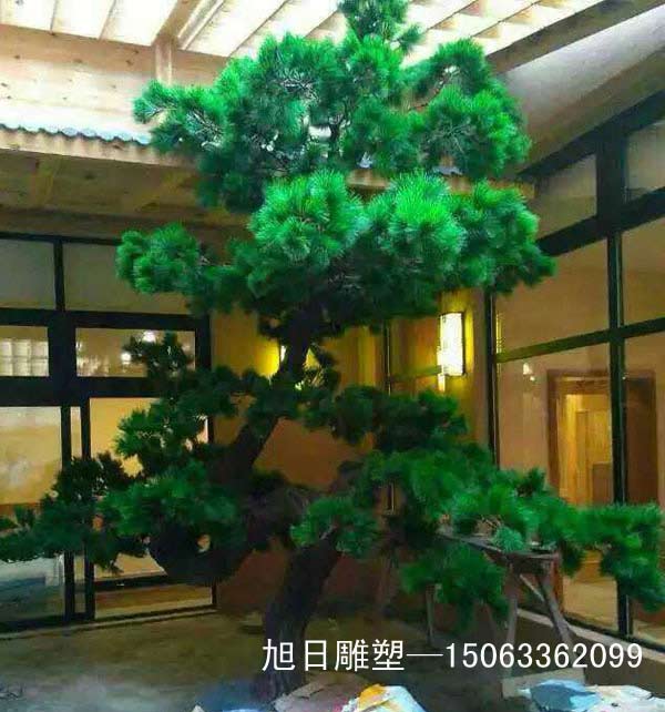 青島室內景觀松樹